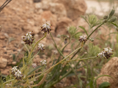 Platycapnos spicata