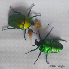 Heterorrhina elegans