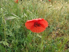 Papaver rhoeas