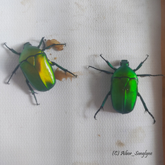 Heterorrhina elegans