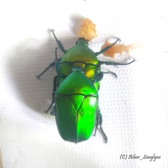 Heterorrhina elegans