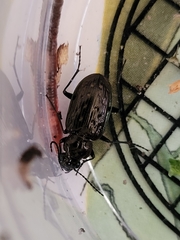 Blethisa multipunctata