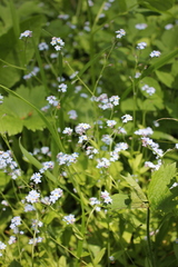 Myosotis krylovii