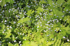 Myosotis krylovii
