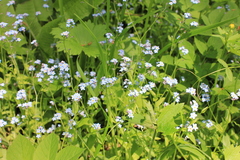 Myosotis krylovii