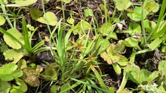 Cyperus sphaerospermus