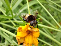 Phytomia