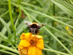 Phytomia