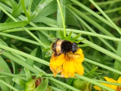 Phytomia