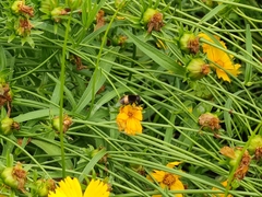 Phytomia