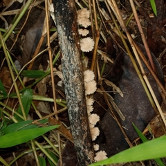 Schizophyllaceae
