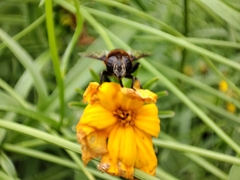 Phytomia