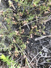 Erica filiformis