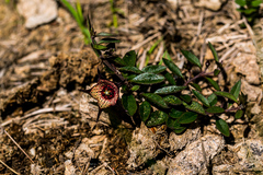 Brachystelma australe