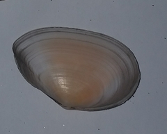 Peronaea planata image