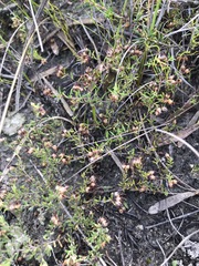 Erica filiformis
