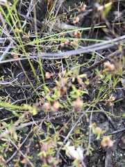 Erica filiformis