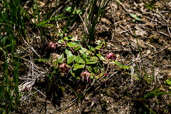 Brachystelma australe