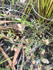 Erica filiformis