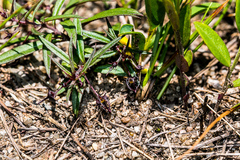 Ceropegia tenella