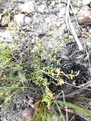 Erica filiformis