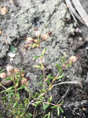 Erica filiformis
