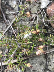 Erica filiformis