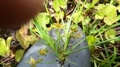 Cyperus sphaerospermus