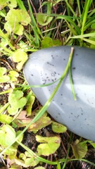 Cyperus sphaerospermus