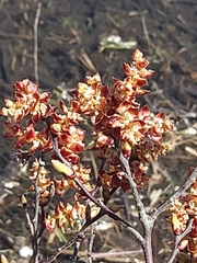 Myrica gale tomentosa