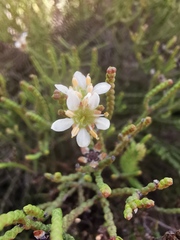 Diosma dichotoma
