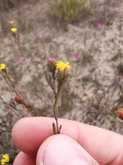 Marasmodes defoliata