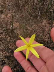 Pauridia curculigoides