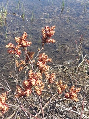 Myrica gale tomentosa