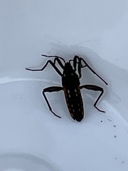 Veliidae