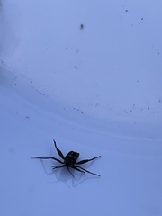 Veliidae