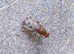 Suillia variegata