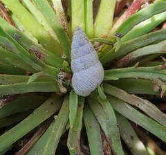 Cochlicella acuta