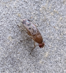 Suillia variegata