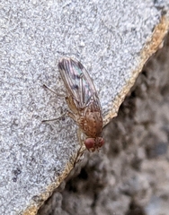 Suillia variegata