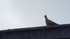 Streptopelia decaocto