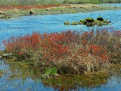 Myrica gale tomentosa