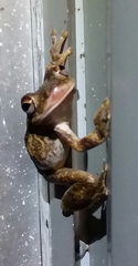 Litoria rothii