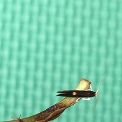 Psychoides filicivora