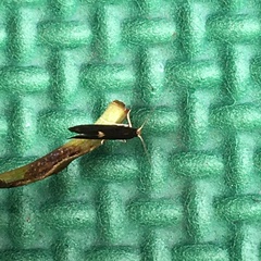 Psychoides filicivora