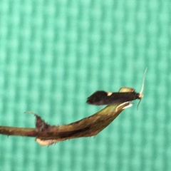 Psychoides filicivora