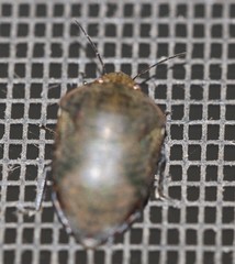 Coleotichus artensis