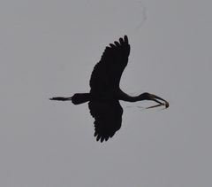 Anastomus lamelligerus