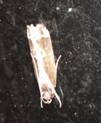 Chaliniastis astrapaea