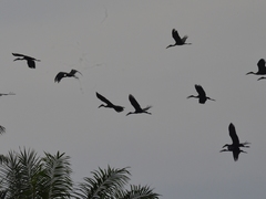 Anastomus lamelligerus